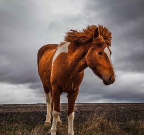 photo of horse on grass field under cloudy sky